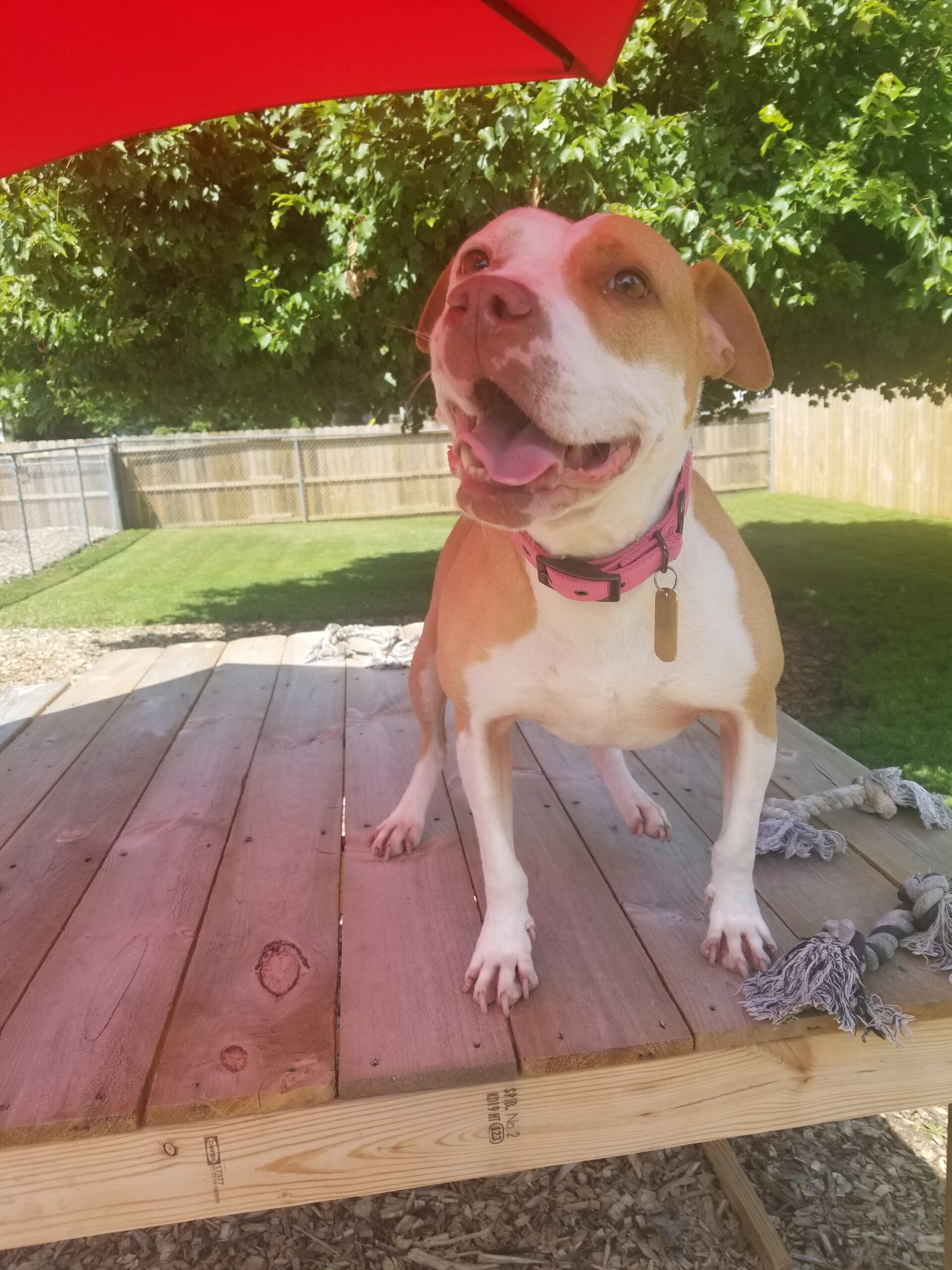 The Buster Foundation Pit Bull and Bully Breed Rescue